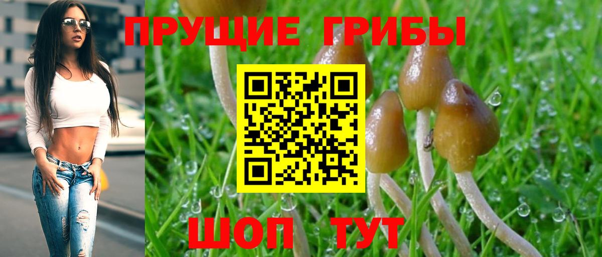 Самара  где купить   Вход с VPN  Псилоцибиновые грибы Psilocybe 