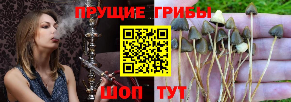 Псилоцибиновые грибы прущие грибы Самара